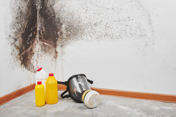 Best Office Mold Removal Services  in Hartselle, AL