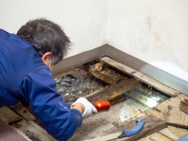 Best Best Mold Removal Companies  in Hartselle, AL