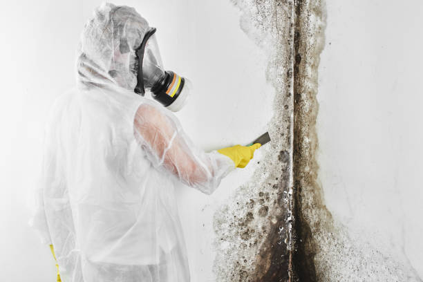 Best Home Mold Removal  in Hartselle, AL