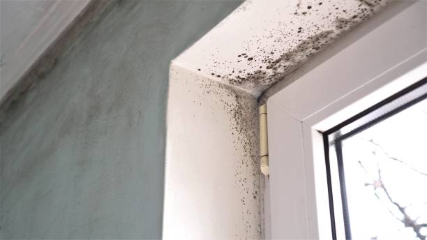 Best Mold Cleaning Services  in Hartselle, AL