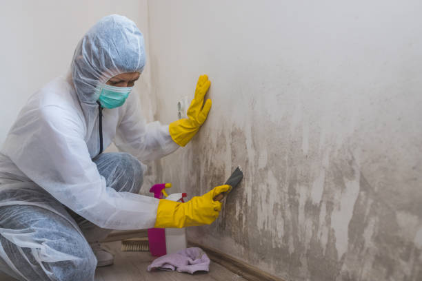 Best Attic Mold Removal  in Hartselle, AL