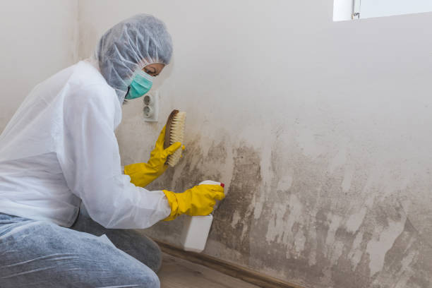 Best Toxic Mold Removal  in Hartselle, AL