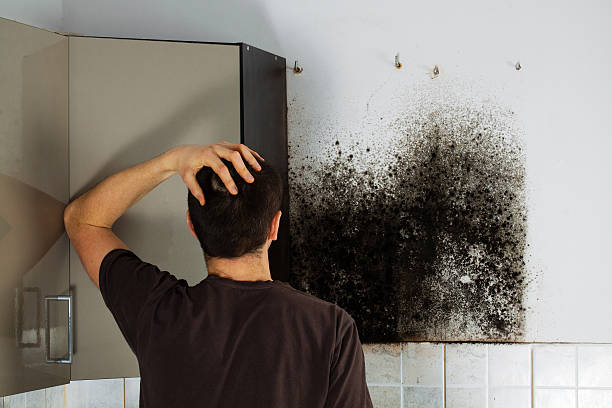 Best Black Mold Removal  in Hartselle, AL