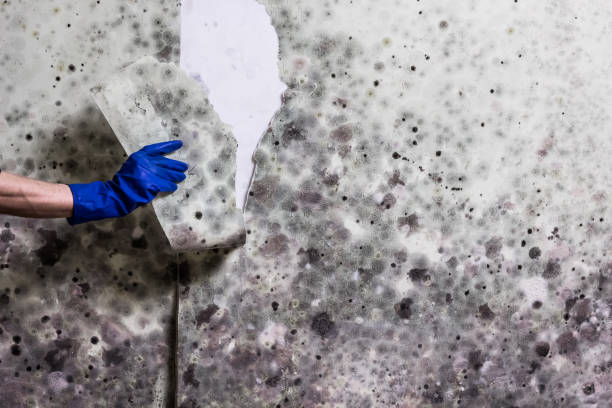 Best Local Mold Removal Service  in Hartselle, AL