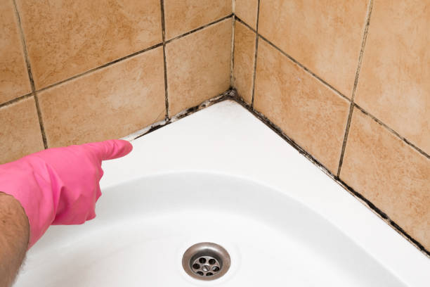 Best Same-Day Mold Removal  in Hartselle, AL